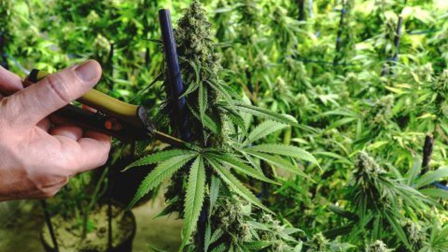 Mediante cateo FGR Matamoros asegura inmueble y 791 plantas de marihuana