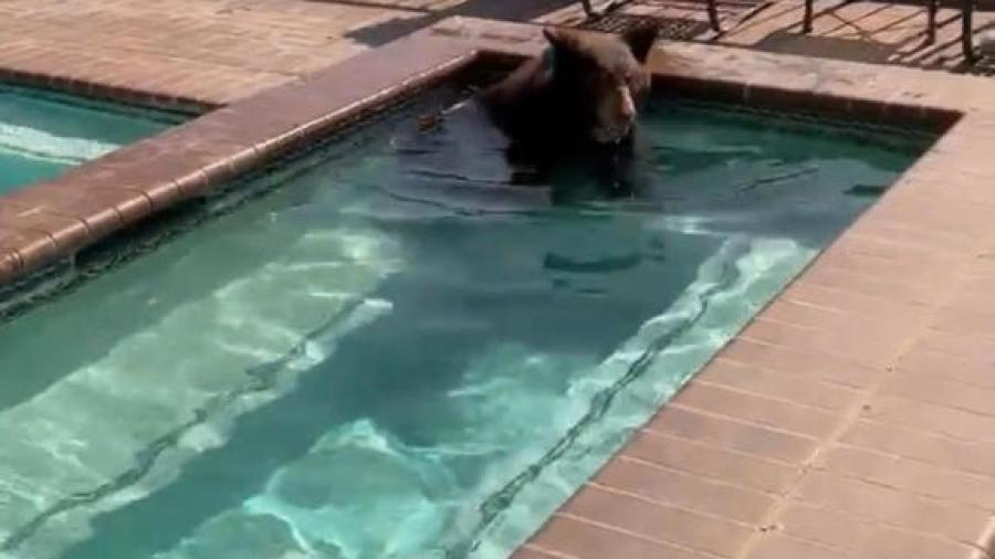 Oso es captado refrescándose en la alberca de una casa