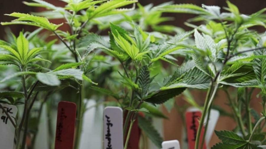 Por definir uso legal de la mariguana en 4 estados