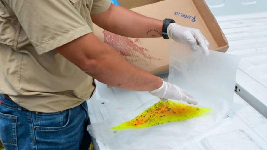 Invierte Tamaulipas en prevención y monitoreo contra el gusano barrenador