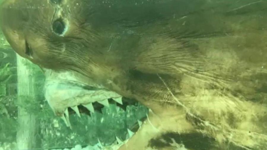 Hallan cadáver de tiburón en acuario abandonado