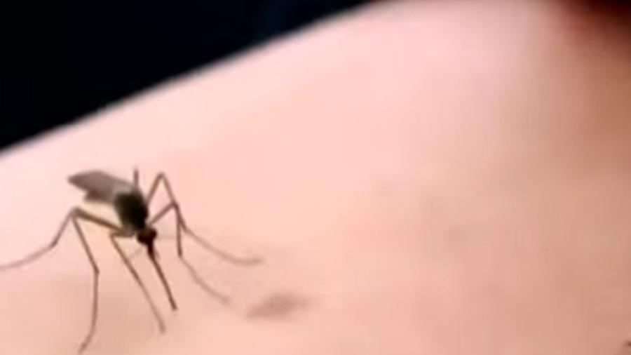 Panamá decreta advertencia sanitaria por casos de dengue a nivel nacional
