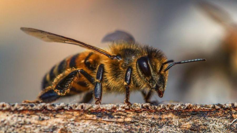 Encuentran 4 abejas vivas dentro del ojo de una mujer