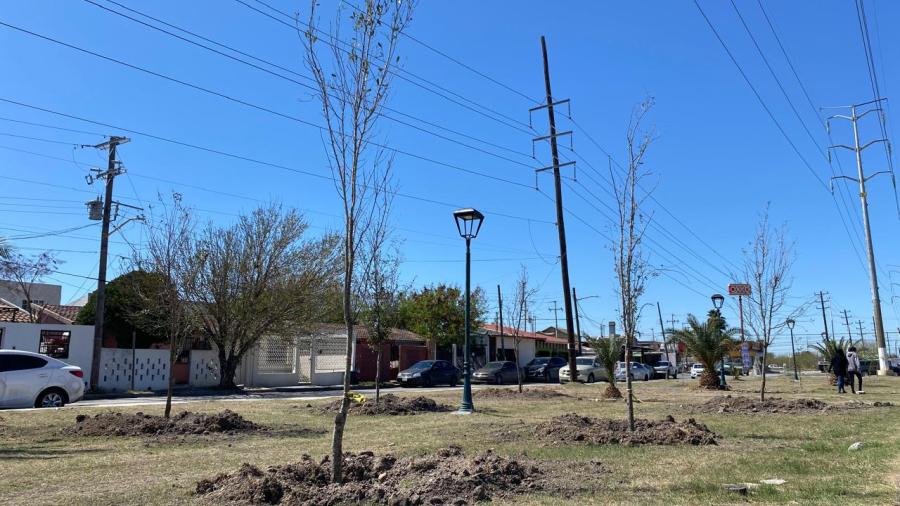 Reforestaran la ciudad con 3 mil árboles 