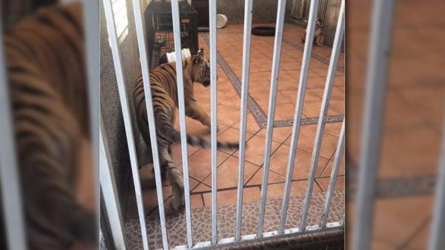 Cría de tigre de bengala es asegurada de un domicilio 