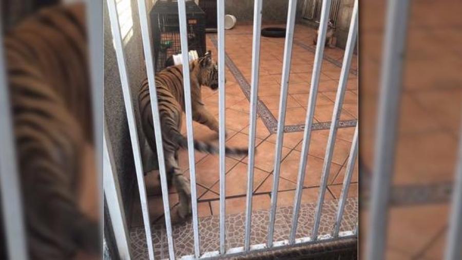 Cría de tigre de bengala es asegurada de un domicilio