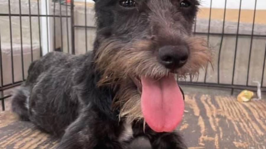 Protectora de animales en Nuevo Laredo invita a adoptar mascotas adultas 