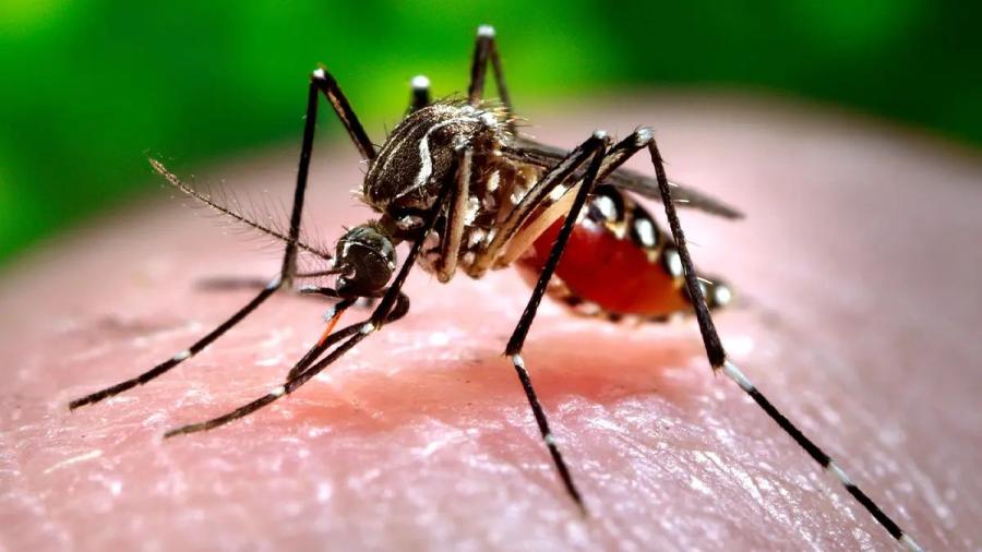 OPS advierte que se espera la peor temporada de dengue en la historia en América Latina