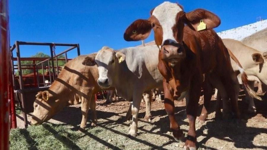 Con ansias esperan ganaderos de Nuevo Laredo que llueva