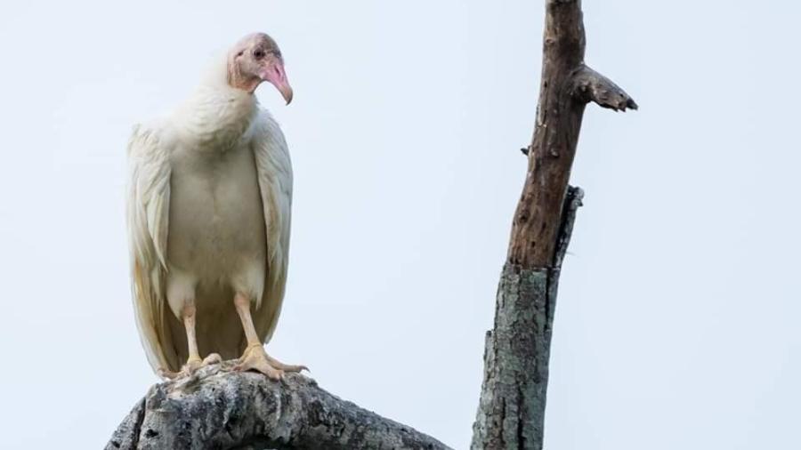 Investigan anormalidades pigmentarias de aves de Tamaulipas