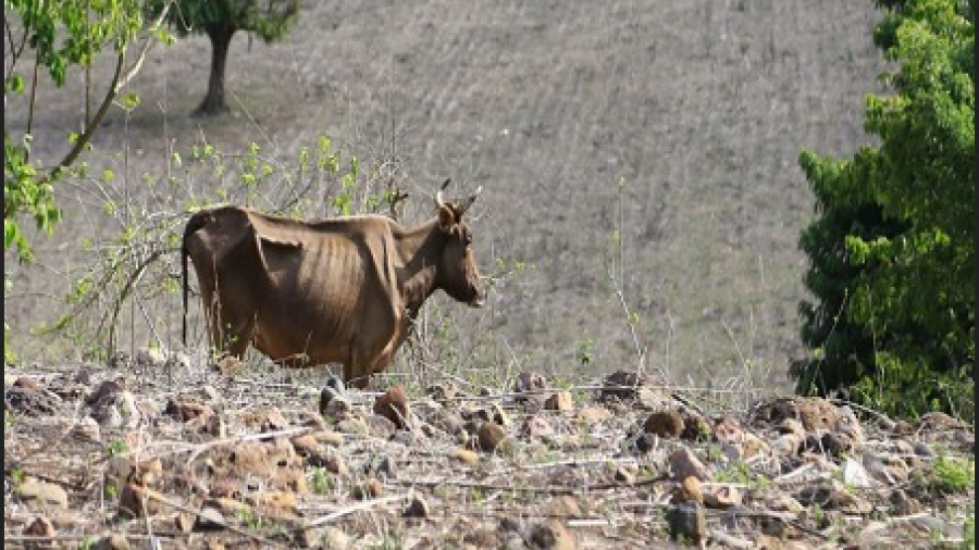 Alrededor de 160 mil pesos en perdidas por sequías