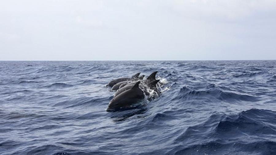 Prohíbe Canadá captura y cría de delfines y ballenas