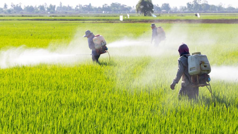 Prohíben pesticida vinculado a lesiones cerebrales en EU