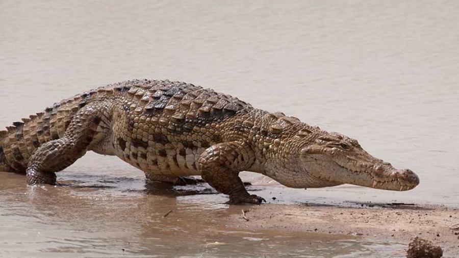 PROFEPA alerta aumento de cocodrilos en Madero