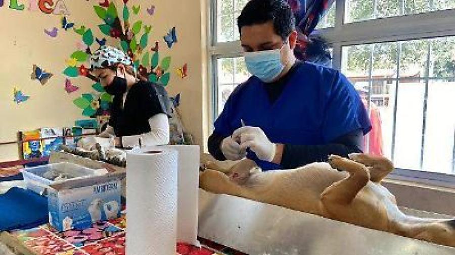 Arranca Campaña de Esterilización Quirúrgica de Perros y Gatos