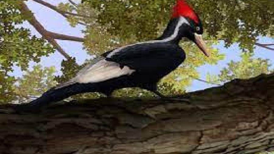 Estados Unidos da por extinto a 23 especies