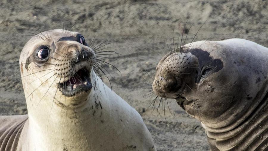 Animales como nunca los habías visto