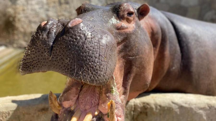 Abrirán zoológico y acuario de la ciudad en día de asueto; la entrada será gratis