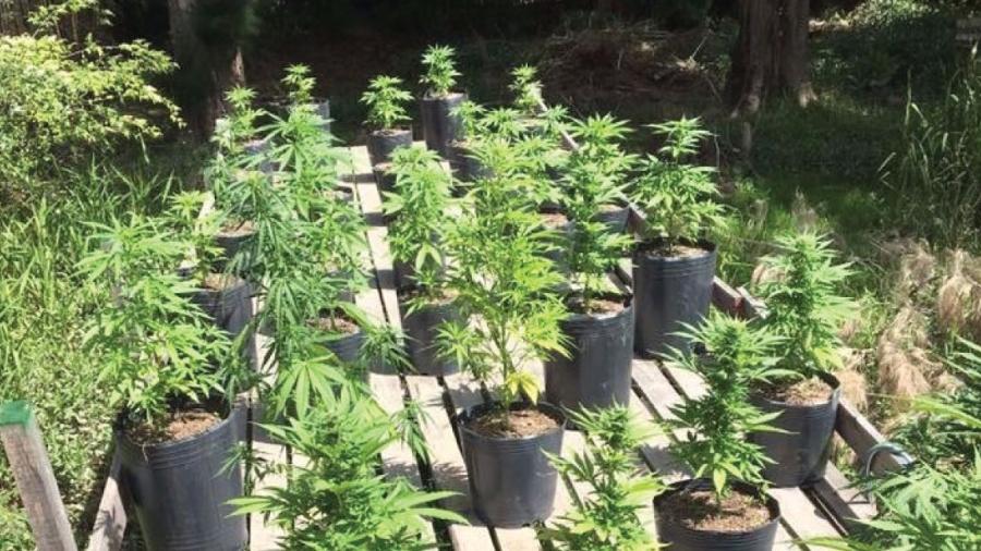 Senado apoya la despenalizaci&oacute;n de la marihuana y la amapola