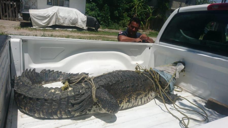 Capturan enorme cocodrilo en Madero