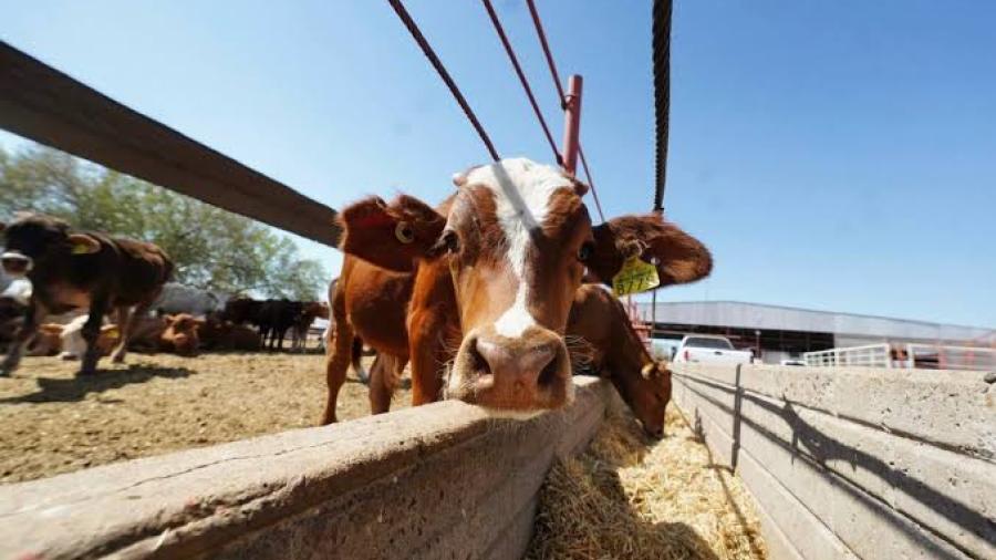 Tamaulipas sigue a la espera de que reabran fronteras para exportar ganado