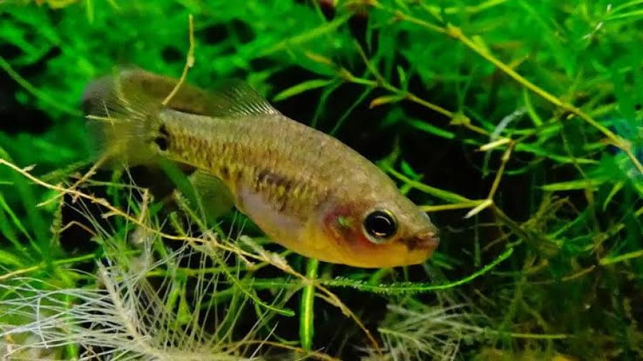 Zoológico de Chester ayuda a reintroducir "peces extintos" en México