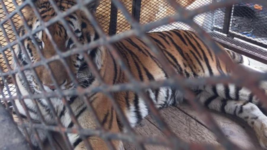 Aseguran dos tigres de bengala en Guanajuato