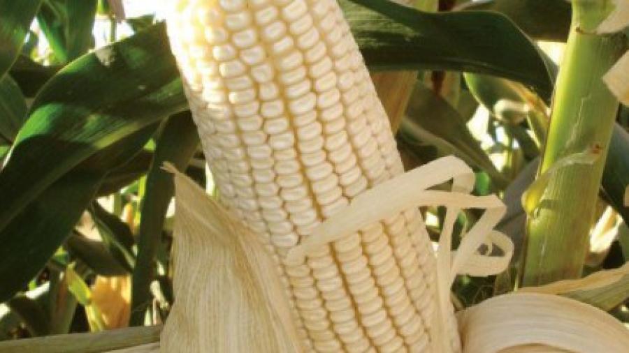 Baja rendimiento del maíz en Tamaulipas