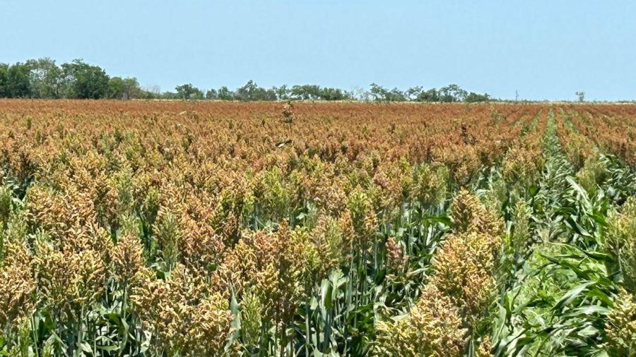 Campesinos amenazan con tomar carreteras por bajo precio del sorgo