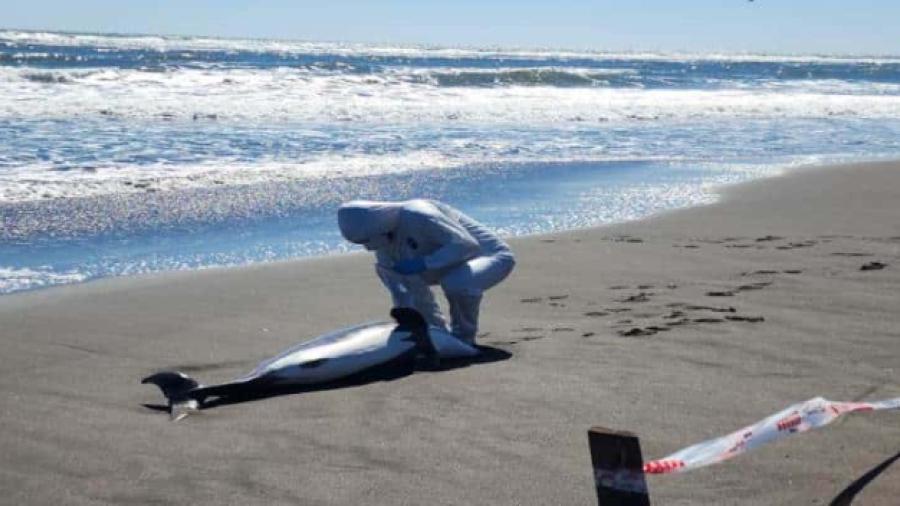 Chile notifica los primeros dos delfines muertos por gripe aviar