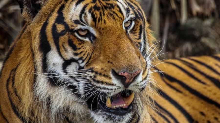 Trasladarán al Zoológico Tamatán al tigre localizado en Reynosa