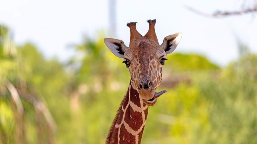 Aplican eutanasia en jirafa de zoológico de Texas