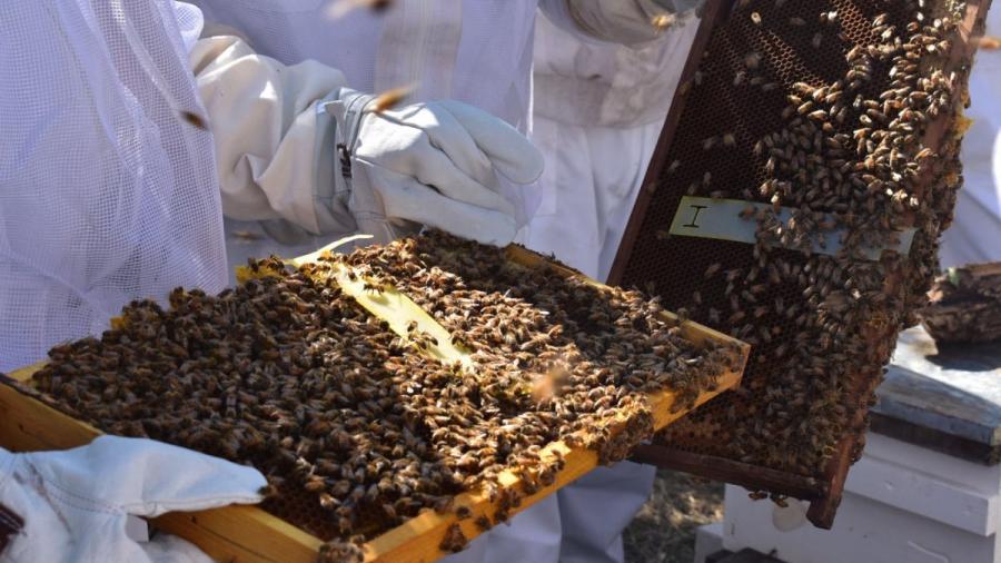 Impulsa Gobierno de Tamaulipas el relevo generacional en la apicultura