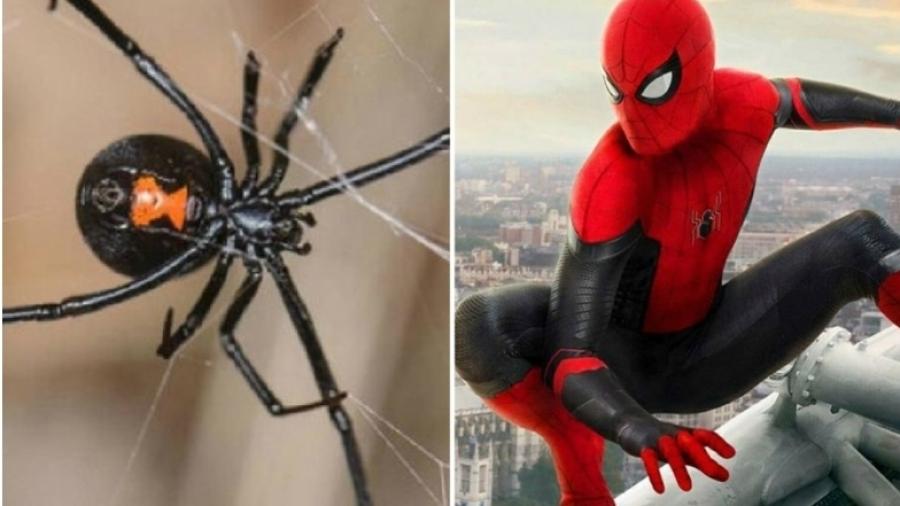 Niño se deja picar por viuda negra para convertirse en "Spider-Man"