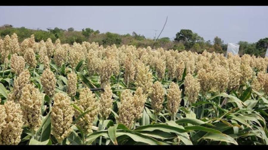 Impulsan proyecto de harina nistamalizada de sorgo blanco en Tamaulipas