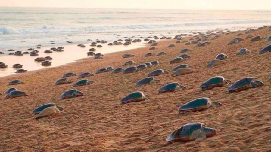 Tortugas anidan por primera vez en 7 años en playa turista