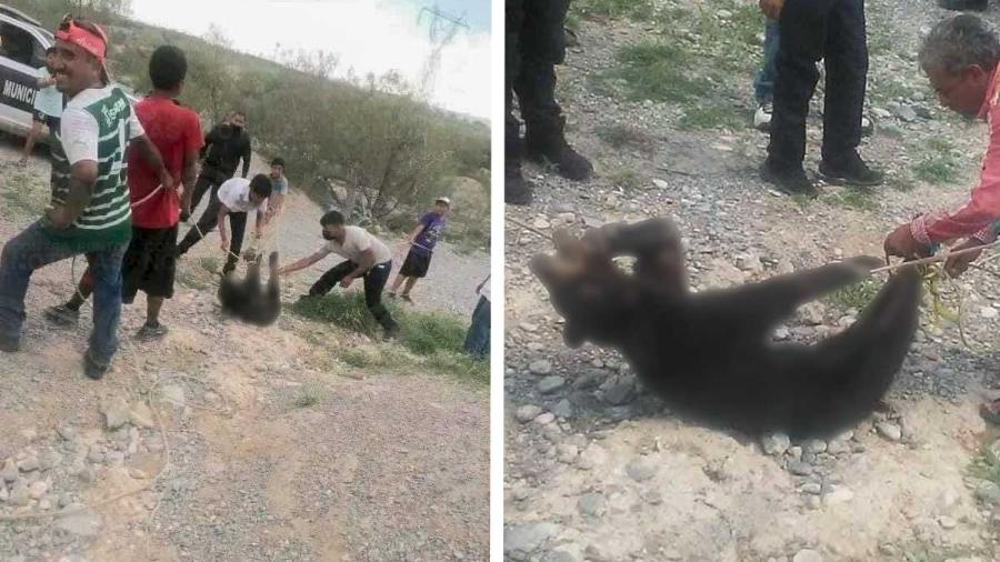 Abren carpeta de investigación contra presuntos asesinos de oso en Coahuila