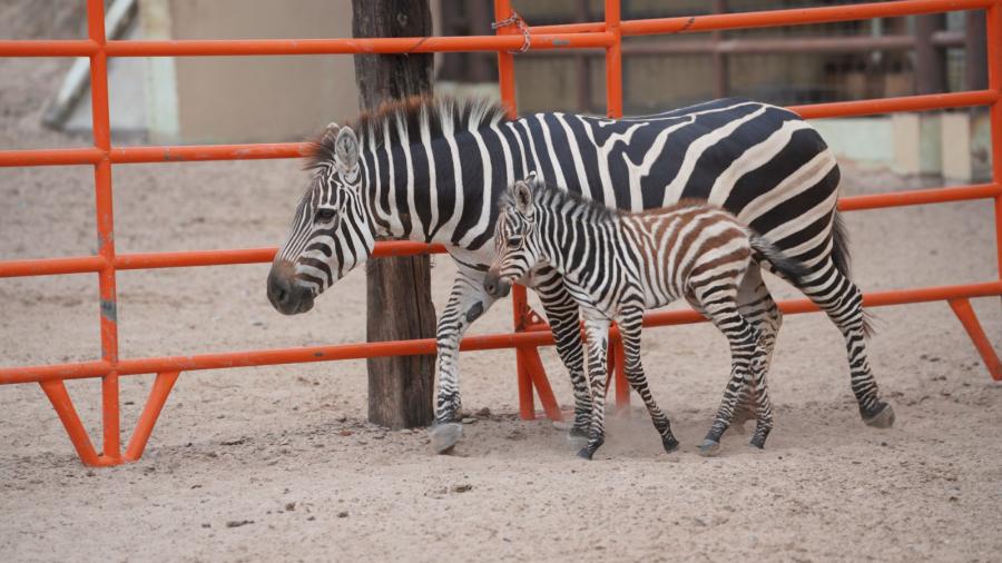 Nace cría de cebra en el zoológico y acuario de Nuevo Laredo