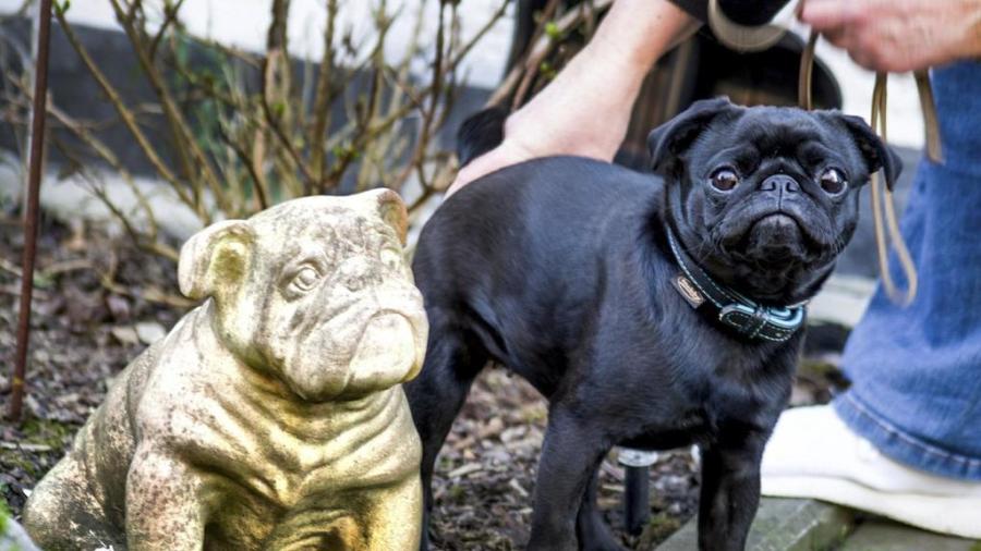 Embargan perrita para pagar deudas familiares