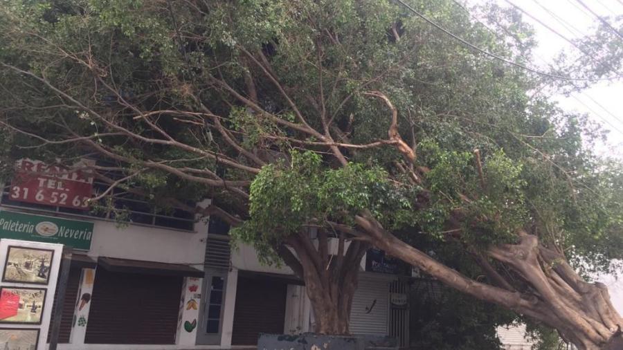 Fuertes rachas de viento provocan caída de una docena de árboles en Victoria