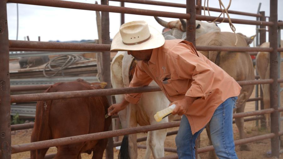 Gobierno Municipal apoya a pequeños productores con vacunacion de Ivermectina para su ganado