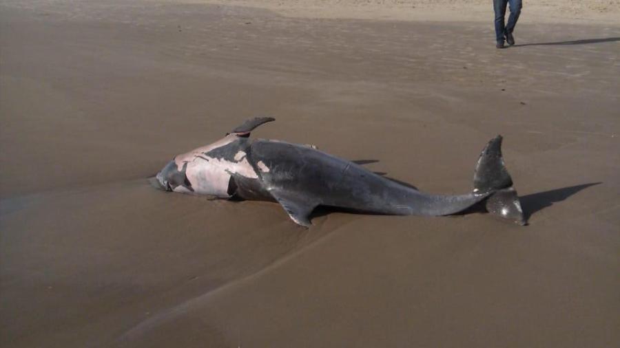 Aparece delfín muerto en Miramar