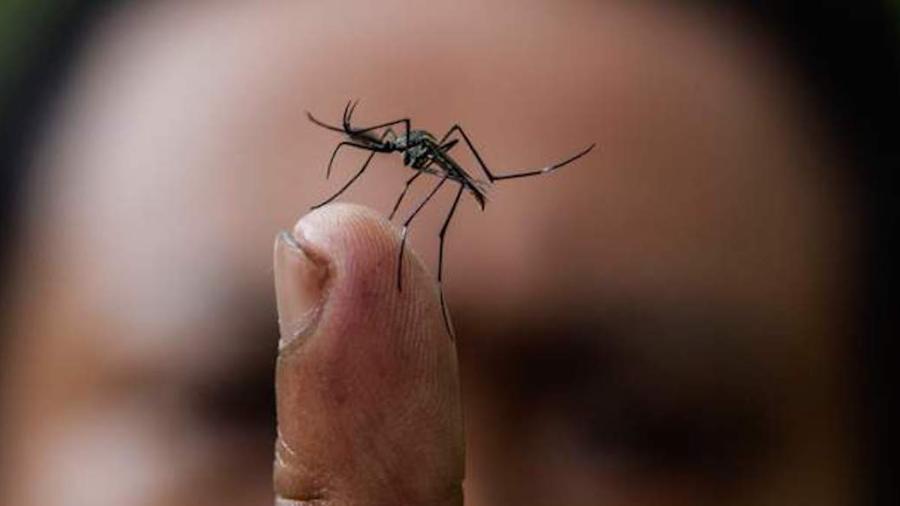 EU liberará mosquitos con bacteria para erradicar enfermedades