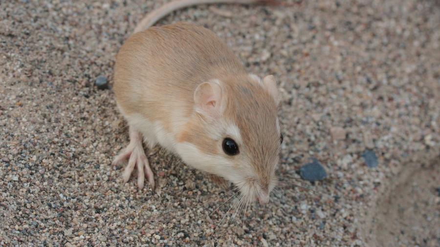 Reaparece rata canguro en México, se creía extinta desde 1986