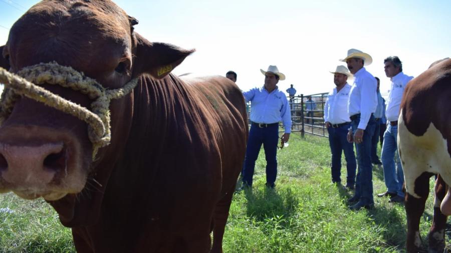 Con 224 sementales de registro, Tamaulipas fortalece la ganadería 