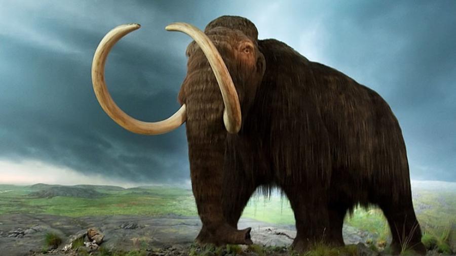 Buscan regresar a los mamuts a poblar la tierra 