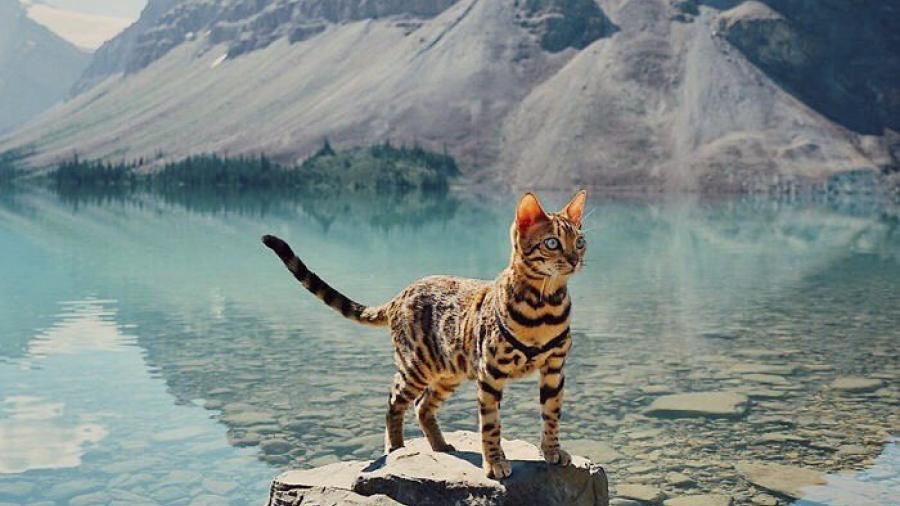 Suki el gato que viaja por el mundo más que todos nosotros 