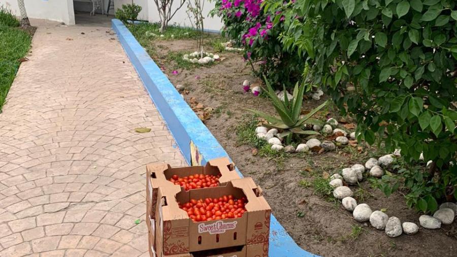 Entregan tomates a Centros DIF Reynosa
