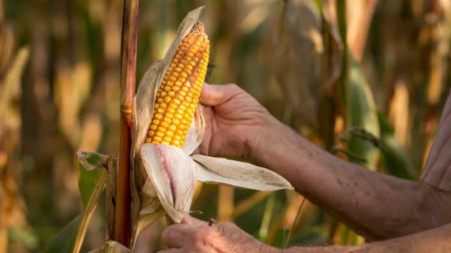 Prohíbe México uso de maíz transgénica para alimentación humana