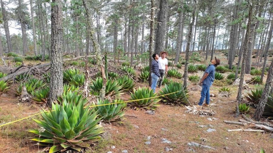 Busca la UAT preservar la genética de especies de maguey